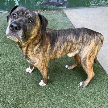 Mixed Breed Dogs Available for Adoption in Fairport, New York - Caesar | PetCurious