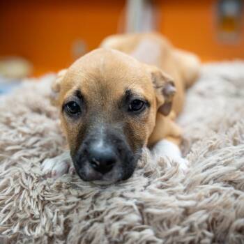 Labrador Retriever and Terrier Dogs Available for Adoption in Gainesville, Georgia - Tammy Wynette | PetCurious