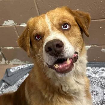Alvin -  Nova Scotia Duck Tolling Retriever and Australian Shepherd Dog for Adoption in Jacksboro, Tennessee - Alvin | PetCurious