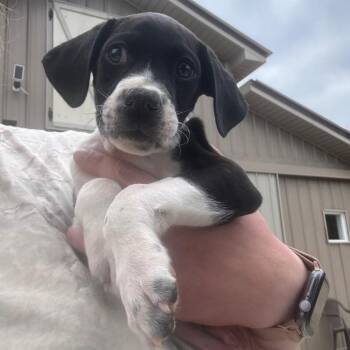 German Shorthaired Pointer and American Staffordshire Terrier Dogs Available for Adoption in Blairsville, Georgia - Finn | PetCurious