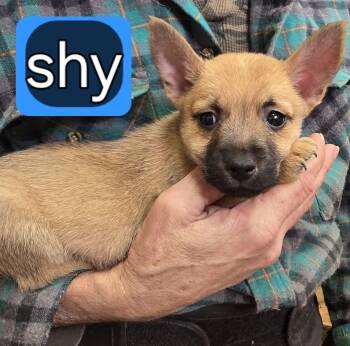 Shy -  Cairn Terrier Dog for Sale in Thompson, Ohio - Shy | PetCurious
