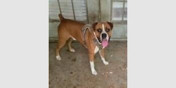 Boxer Dogs Available for Adoption in Hewitt, Texas - Blue II | PetCurious