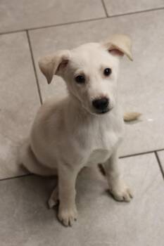 Labrador Retriever Dogs Available for Adoption - Potassium | PetCurious