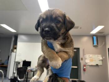 SCRUFFY -  Terrier and Mixed Breed Dog for Adoption in Riverside, California - SCRUFFY | PetCurious
