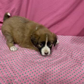 A614029 -  Australian Shepherd and Mixed Breed Dog for Adoption in Modesto, California - A614029 | PetCurious