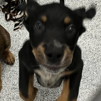 Beemer -  Doberman Pinscher Dog for Adoption in Grand Rapids, Michigan - Beemer | PetCurious