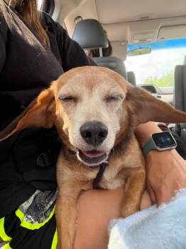 Nikki -  Beagle Dog for Adoption in Mocksville, North Carolina - Nikki | PetCurious