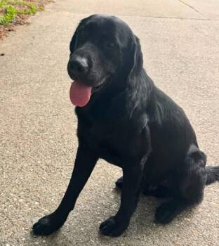 Griffen -  Labrador Retriever Dog for Adoption in Warrington, Pennsylvania - Griffen | PetCurious