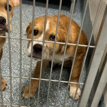 Mary Sunshine -  Mixed Breed Dog for Adoption in Greensboro, North Carolina - Mary Sunshine | PetCurious