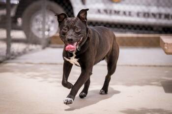 Pit Bull Terrier and Australian Cattle Dog Blue Heeler Dogs Available for Adoption in Twentynine Palms, California - Spot-a-Kiss | PetCurious