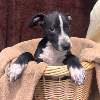 Catahoula Leopard Dog and Hound Dogs Available for Adoption in Belleville, Illinois - Sammy | PetCurious