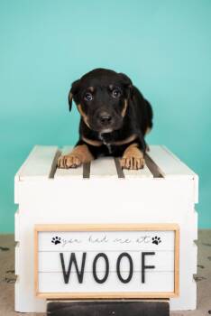 Shepherd Dogs Available for Adoption in Brighton, Colorado - 333-26 | PetCurious