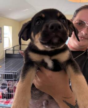 Koda - gray -  American Bulldog Dog for Adoption in Lakeland, Florida - Koda - Gray | PetCurious