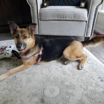 Rescue Mixed Breed Dogs for Adoption in Batavia, Ohio - Bean Aka "Baby Girl" | PetCurious