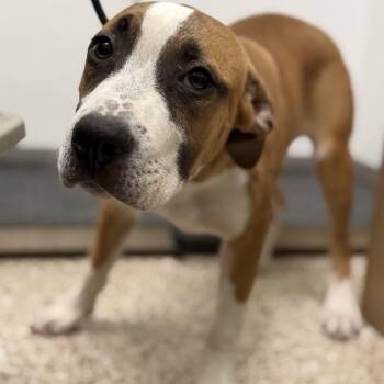 Puppy (1) 08/05/2026 -  Pit Bull Terrier and Mixed Breed Dog for Adoption in Bullhead City, Arizona - Puppy (1) 08/05/2026 | PetCurious