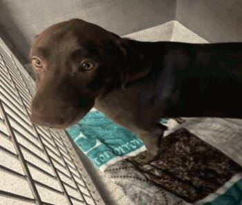 Dennis -  Labrador Retriever and Mixed Breed Dog for Adoption in Largo, Florida - Dennis | PetCurious
