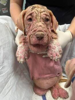 Mixed Breed Dogs Available for Adoption in Jacksonville, Florida - RAGGEDY ANN | PetCurious