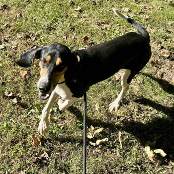 Rescue Coonhound Dogs for Adoption - Fern | PetCurious