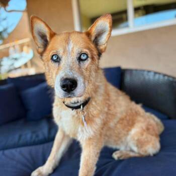 Molly Macaroon -  Cattle Dog Dog for Adoption in Ramona, California - Molly Macaroon | PetCurious