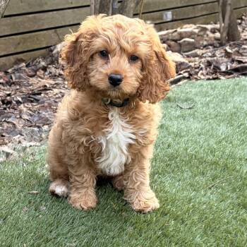 Cockapoo Dogs Available for Adoption - KoKo Cabana | PetCurious