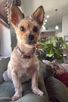 Gail -  Yorkshire Terrier Dog for Adoption in Phoenix, Arizona - Gail | PetCurious