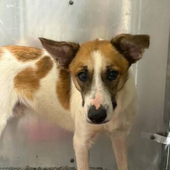 Elm -  Mixed Breed Dog for Adoption in Greenville, South Carolina - Elm | PetCurious