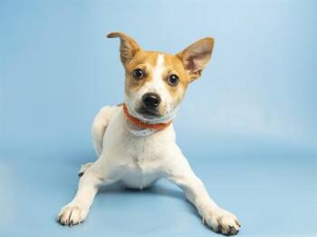 PEANUT -  Chihuahua and Mixed Breed Dog for Adoption in Phoenix, Arizona - PEANUT | PetCurious