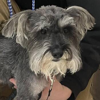Schnauzer and Mixed Breed Dogs Available for Adoption - Priscilla Presley | PetCurious
