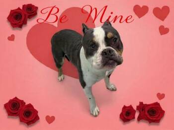 American Bully Dogs Available for Adoption - BE MY VALENTINE???!! | PetCurious