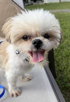 Tuffie -  Shih Tzu Dog for Adoption in Homestead, Florida - Tuffie | PetCurious