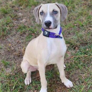 Rescue Mixed Breed Dogs for Adoption in Leander, Texas - Jerry | PetCurious
