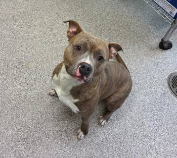 American Staffordshire Terrier Dogs Available for Adoption in Disputanta, Virginia - Reef | PetCurious