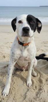 Hound and Mixed Breed Dogs Available for Adoption - Star | PetCurious