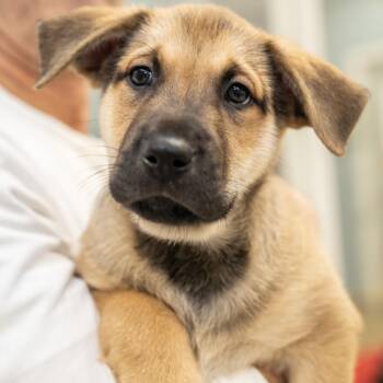 Mixed Breed Dogs Available for Adoption in Wheeling, Illinois - Caesar | PetCurious