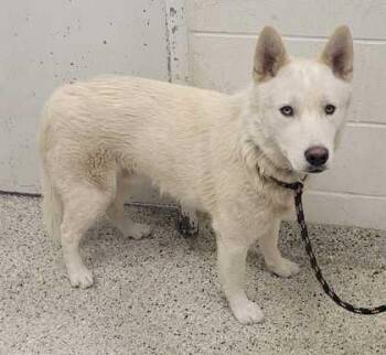 Siberian Husky and Mixed Breed Dogs Available for Adoption in Kansas City, Missouri - Howl Pendragon | PetCurious
