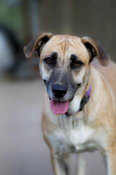 Journey -  Shepherd and Labrador Retriever Dog for Adoption in Brookeville, Maryland - Journey | PetCurious