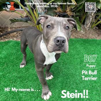 Goose -  Pit Bull Terrier Dog for Adoption in Westminster, California - Goose | PetCurious