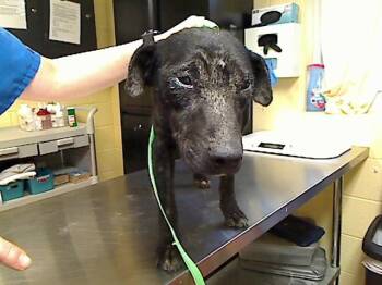 MITESY -  Australian Cattle Dog Blue Heeler and Labrador Retriever Dog for Adoption in Cookeville, Tennessee - MITESY | PetCurious