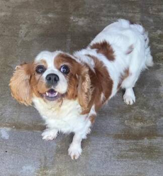 Hannah -  Cavalier King Charles Spaniel Dog for Adoption in Malvern, Pennsylvania - Hannah | PetCurious