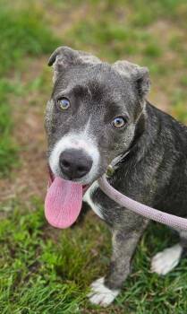 American Staffordshire Terrier and Mixed Breed Dogs Available for Adoption in Disputanta, Virginia - Blueberry | PetCurious