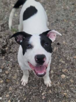 Buckey (Bandit) -  Catahoula Leopard Dog Dog for Adoption in Mishawaka, Indiana - Buckey (Bandit) | PetCurious