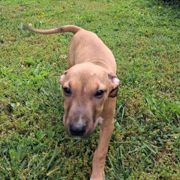 Crackle -  Hound and Mixed Breed Dog for Adoption in Springfield, Illinois - Crackle | PetCurious