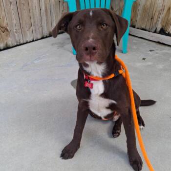 Rooter -  German Shepherd Dog and Chocolate Labrador Retriever Dog for Adoption in Freeport, Florida - Rooter | PetCurious