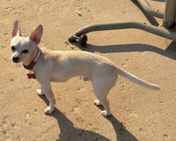 ELVIS -  Chihuahua Dog for Adoption in Broomfield, Colorado - ELVIS | PetCurious