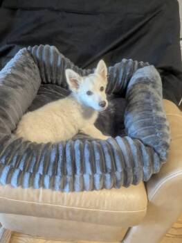 Rescue Cardigan Welsh Corgi Dogs for Adoption in Oakland, California - Graham | PetCurious