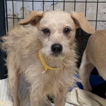 Pa -  Mixed Breed Dog for Adoption in Columbia, South Carolina - Pa | PetCurious