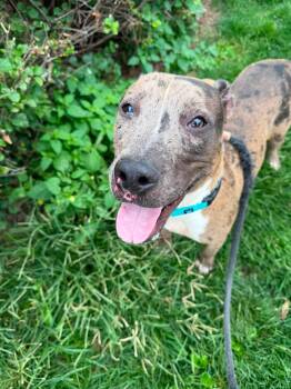 Hot Dog -  Pit Bull Terrier Dog for Adoption in Cleveland, Ohio - Hot Dog | PetCurious