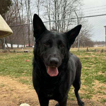 Sheba -  German Shepherd Dog Dog Available for Adoption in Louisville, Kentucky - Sheba | PetCurious