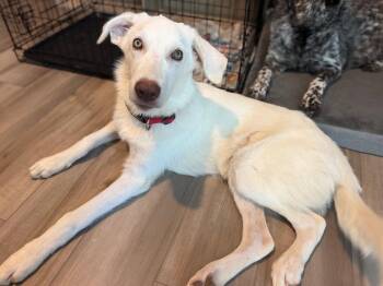 Dirk -  Labrador Retriever Dog for Adoption in Anna, Texas - Dirk | PetCurious