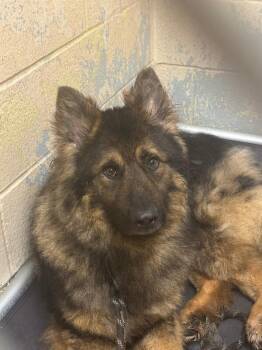 Knuckles -  Mixed Breed Dog for Adoption in Cincinnati, Ohio - Knuckles | PetCurious